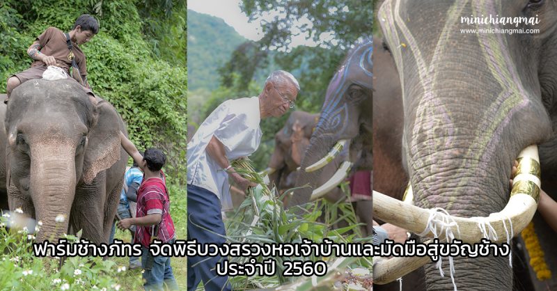Unseen หางดง : ฟาร์มช้างภัทร จัดพิธีสู่ขวัญช้าง ประจำปี 2560